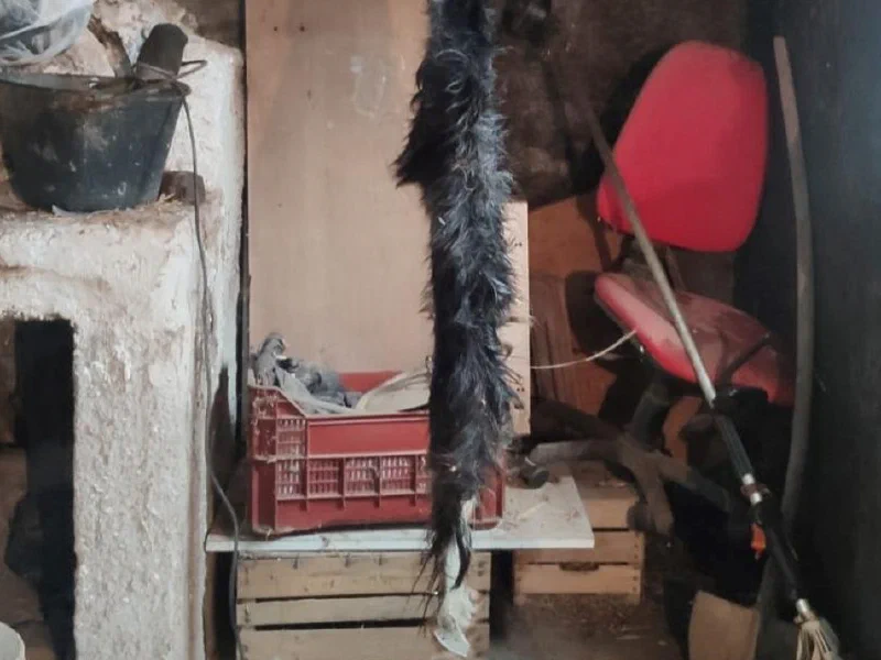 Ciaramedda a paro